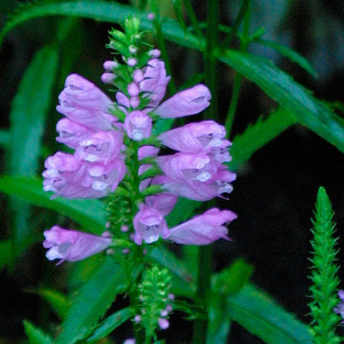 Thumbnail: Physostegia virginiana Obedient plant