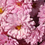 Thumbnail: Chrysanthemum 'Mei-Kyō' -9cm pot