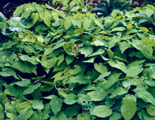 Epimedium rubrum -9cm pot