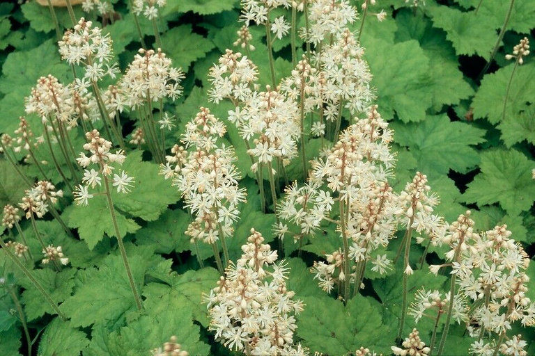 Tiarella cordifolia Foam Flower , shade loving,small plants