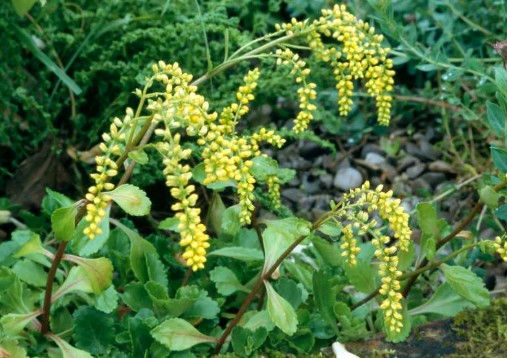 Umbilicus oppositifolius -9cm pot