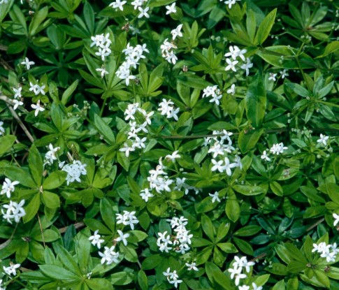 Galium odoratum -9cm pot