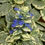 Thumbnail: Ajuga reptans 'Variegata'  Carpet Bugle , creeping evergreen blue flower