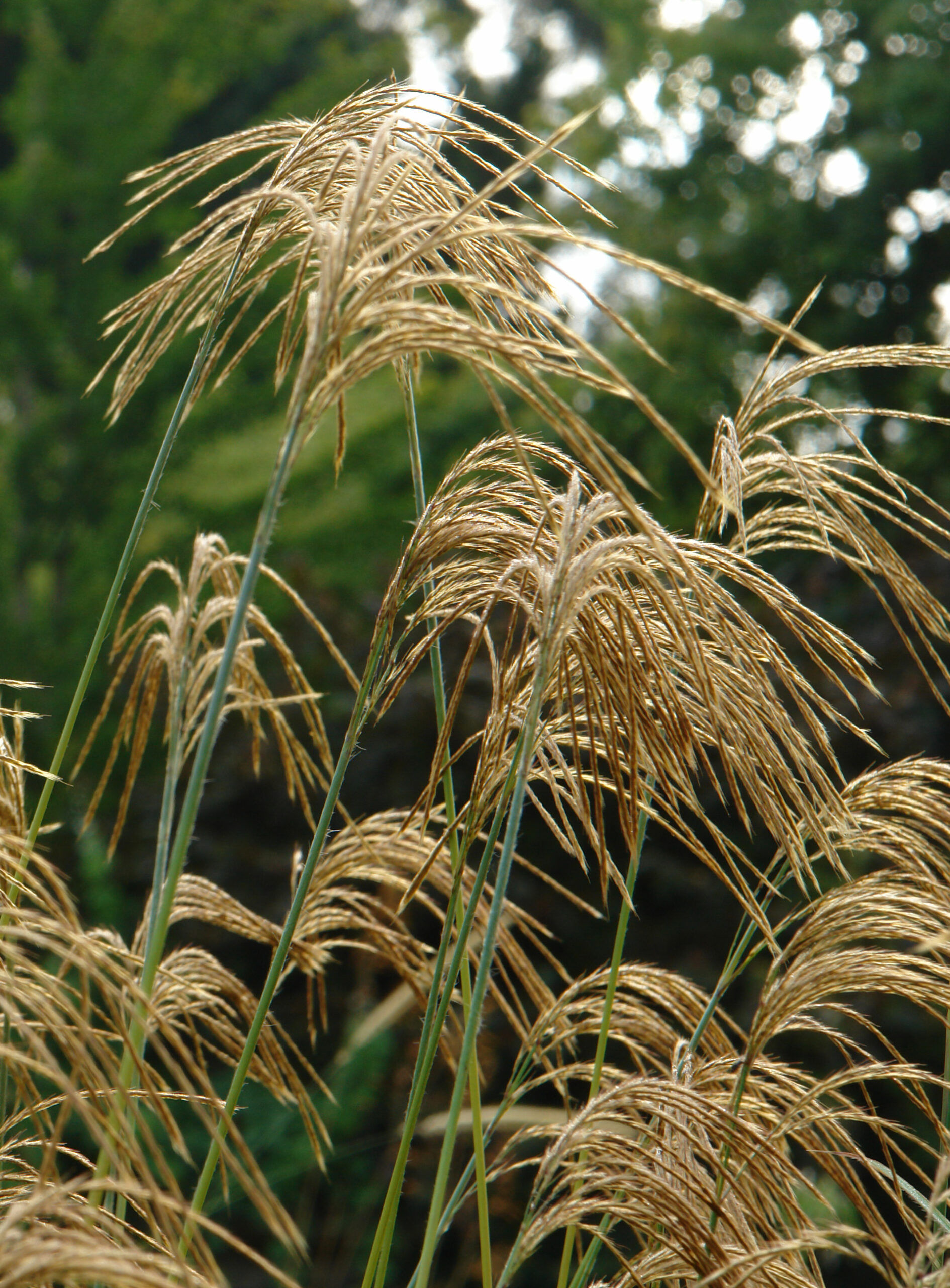 Miscanthus nepalensis