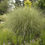 Thumbnail: Miscanthus sinensis 'Morning light',several stems