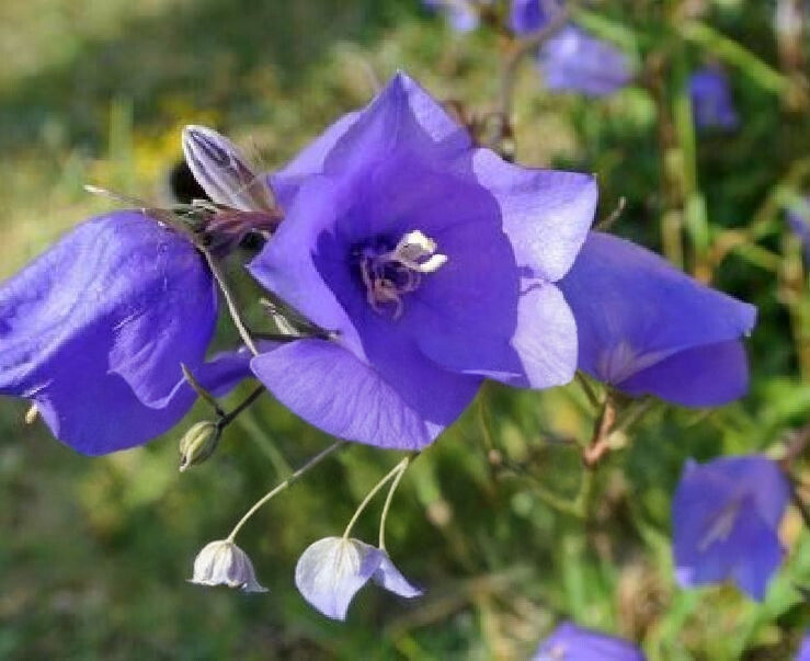 Campanula collection : our choice of 5 different varieties
