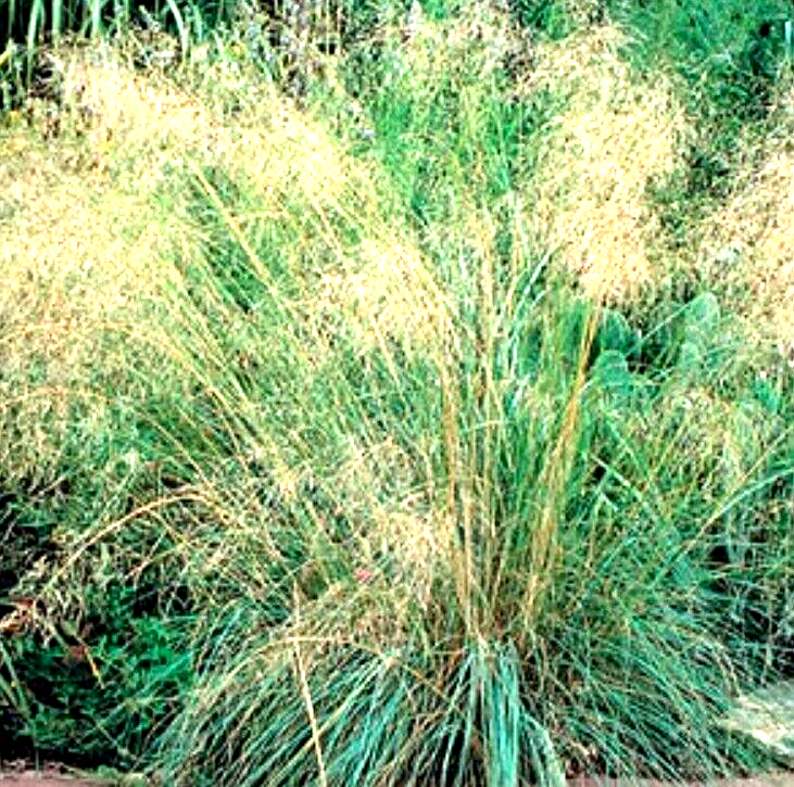 Thumbnail: Eragrostis curvula