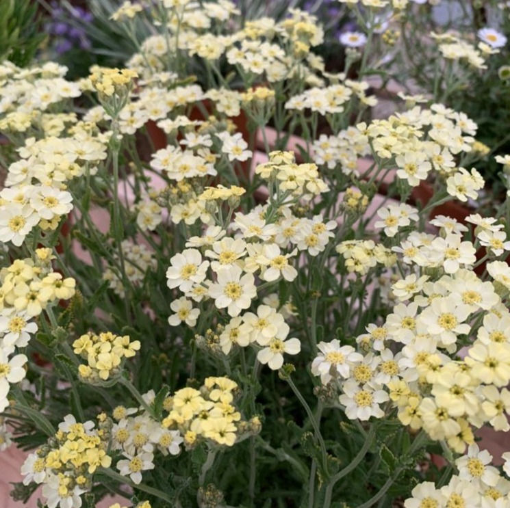 Thumbnail: Achillea x lewisii 'King Edward', Compact mounding,divisions