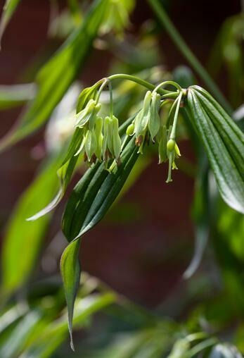 Disporum longistylum  greeny white bells