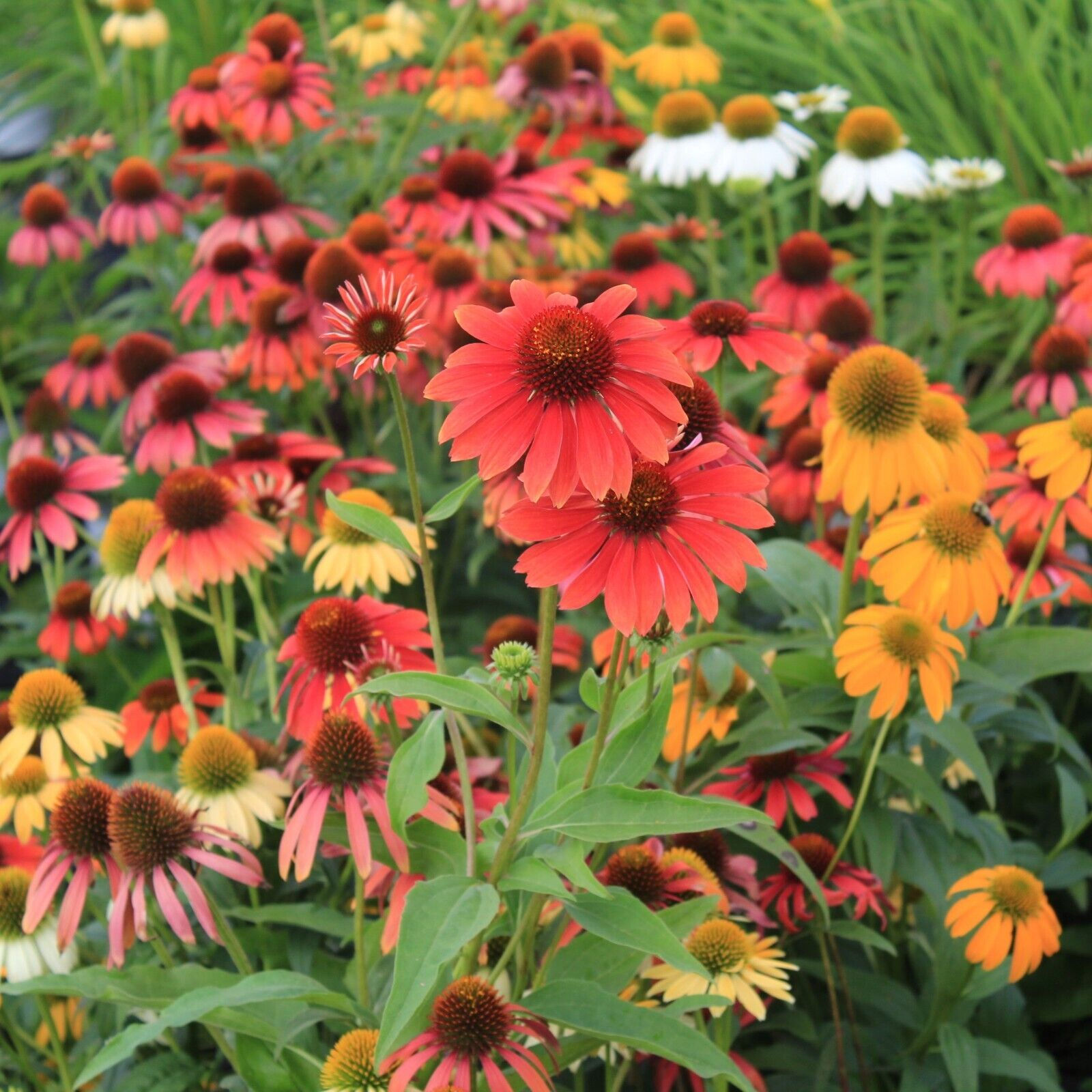 Echinacea ‘Cheyenne Spirit'
