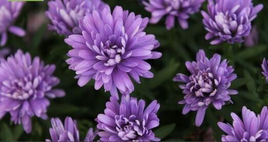 Thumbnail: Aster collection : our choice of  5 different varieties