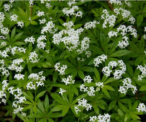 Thumbnail: Galium odoratum -9cm pot