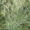 Thumbnail: Briza media 'Russell's'  Quaking Grass, division  brightly variegated leaves