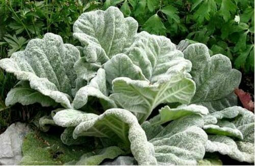 Thumbnail: Silver Leaves for Sun Collection  30 x s  our choice of plants for sun