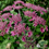 Thumbnail: Heracleum pink cloud