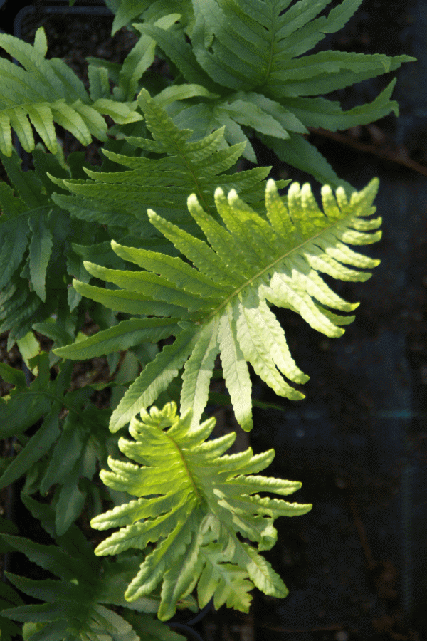 Thumbnail: Polypodium cambricum 'omnilacerum oxford' division