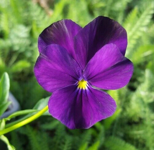Thumbnail: Viola collection : our choice of  3 different varieties
