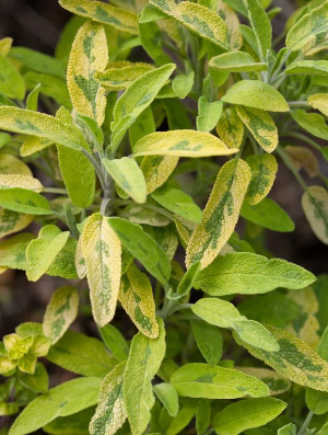 Thumbnail: Salvia collection : our choice of  3 different varieties
