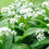 Thumbnail: Allium ursinum, Ramsons, Wild garlic