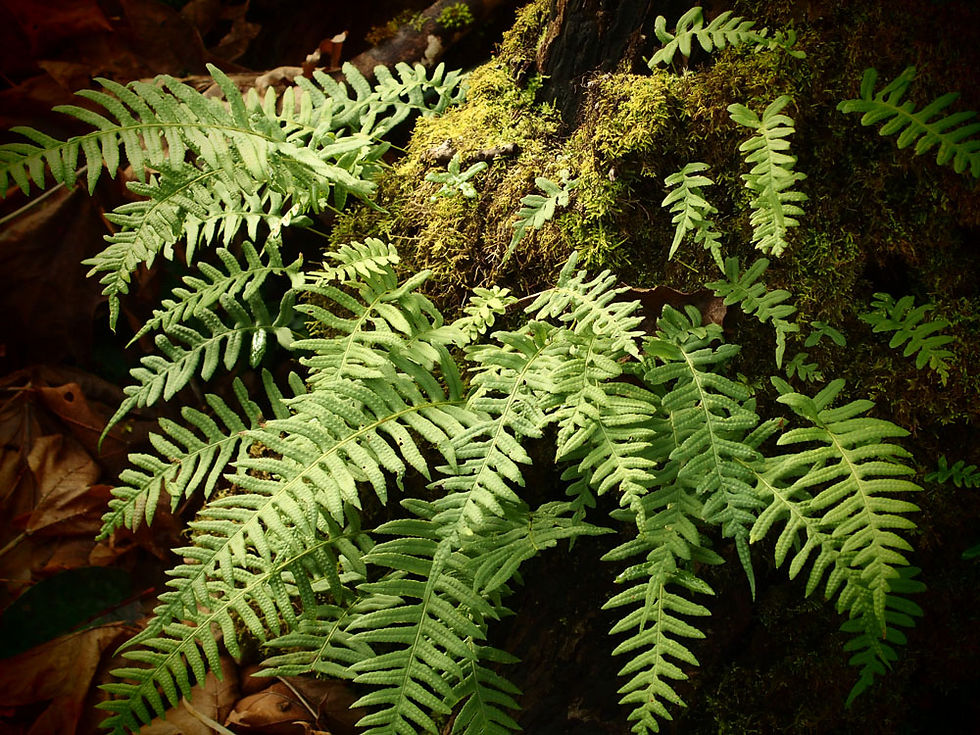 Thumbnail: Polypodium glycyrrhiza
