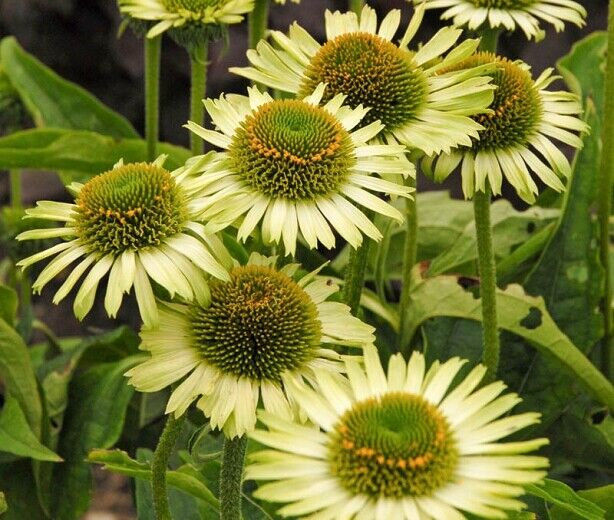Thumbnail: Echinacea collection : our choice of  3 different varieties