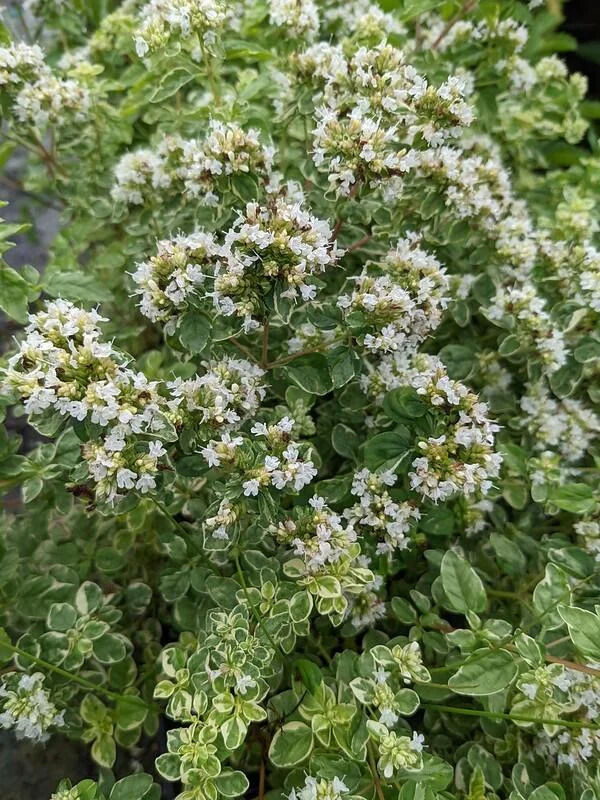 Thumbnail: Origanum vulgare 'Devon Cream'