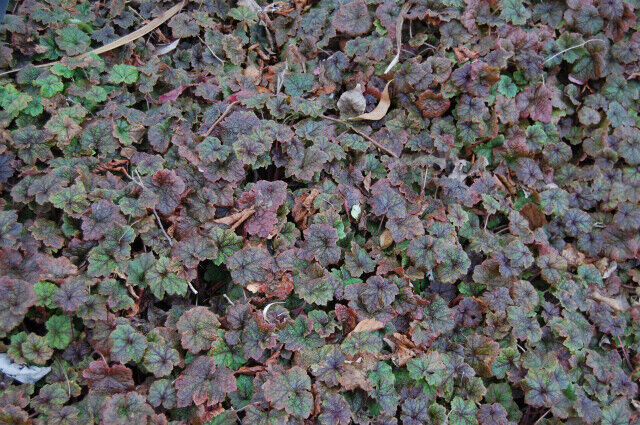 Tellima grandiflora 'Purpurea' Fringe Cups,divisions, evergreen purple green