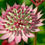 Thumbnail: Astrantia collection : our choice of  3 different varieties