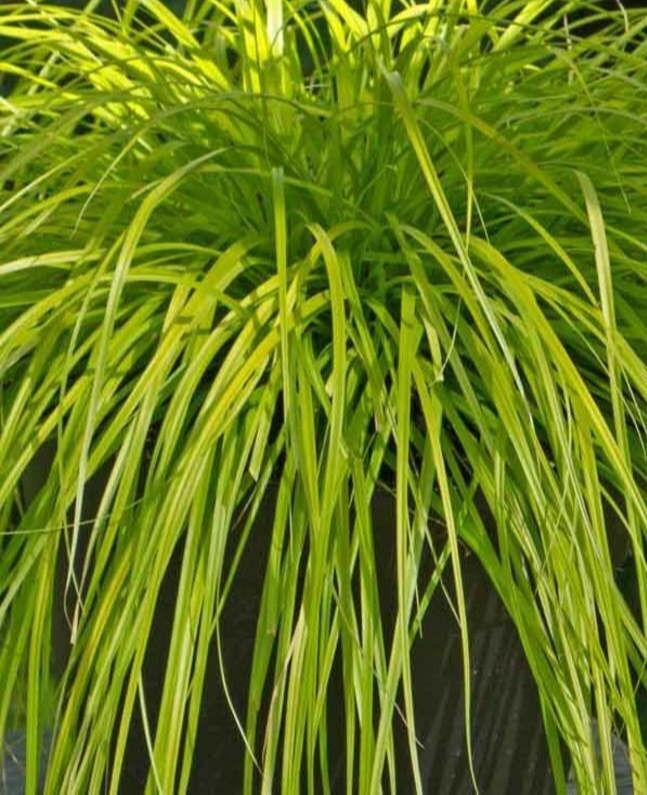 Thumbnail: Carex oshimensis 'Everillo'  Japanese Sedge  evergreen winter colour