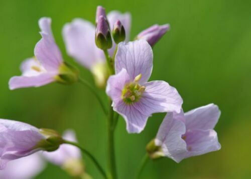 Thumbnail: Native Wildflower Meadow Collection 6 x s  our choice of plants for wild meadow