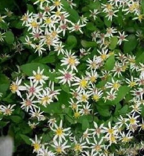 Thumbnail: Aster collection : our choice of 5 varieties