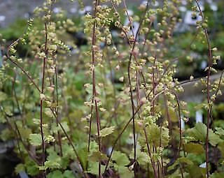 Thumbnail: Tellima grandiflora 'Purpurea'  Fringe Cups,divisions, evergreen purple green