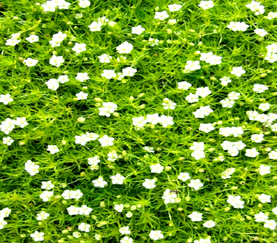 Sagina subulata var. glabrata 'Aurea'