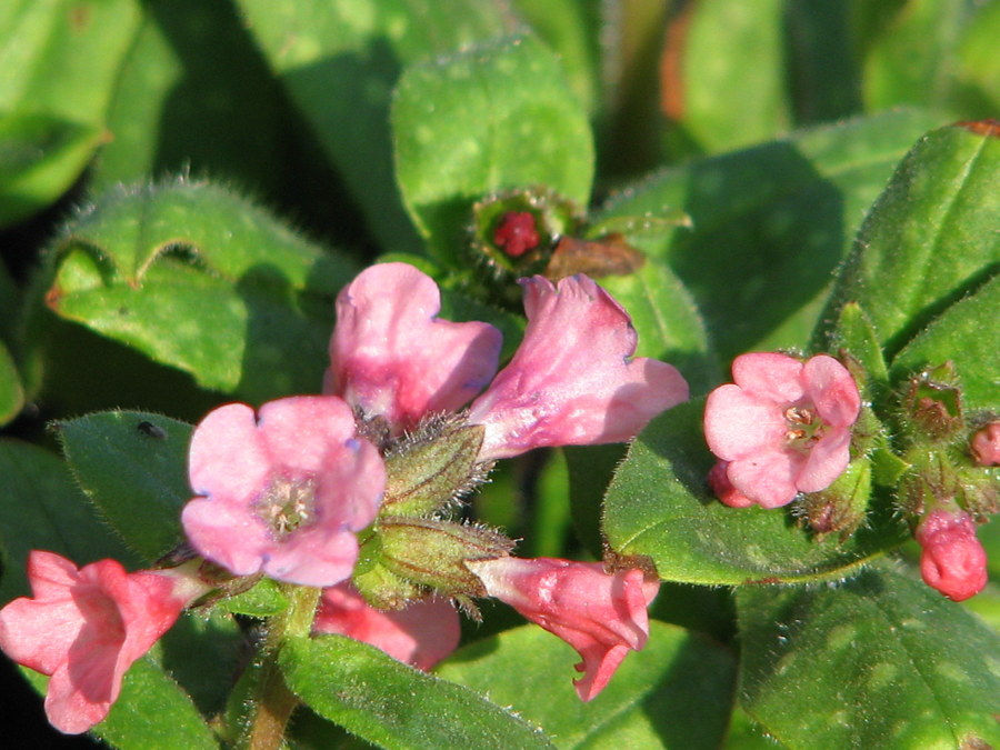 Thumbnail: Pulmonaria saccharata 'Dora Bielefeld'