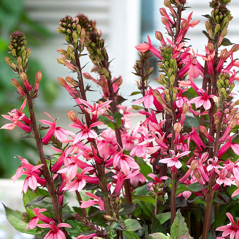 Thumbnail: Lobelia fan orchid Rose