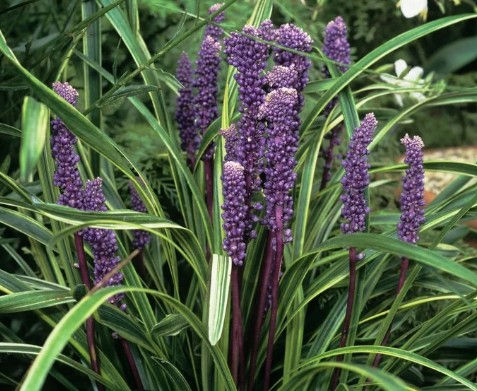 Thumbnail: Liriope muscari-9cm pot