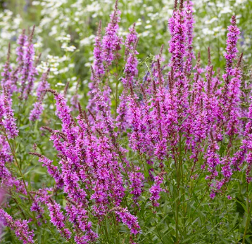 Thumbnail: Lythrum collection : our choice of  3 different varieties