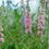 Thumbnail: Lythrum collection : our choice of  3 different varieties