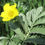 Thumbnail: Potentilla anserina, Silverweed,seriously silver native x