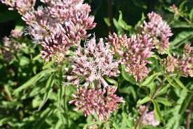 Thumbnail: Eupatorium cannabinum