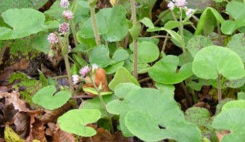Thumbnail: Petasites fragrans -9cm pot