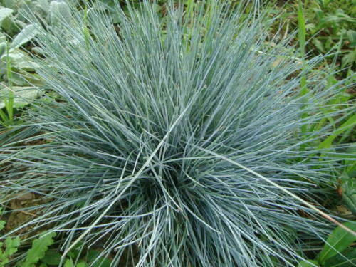 Thumbnail: Silver Leaves for Sun Collection  30 x s  our choice of plants for sun