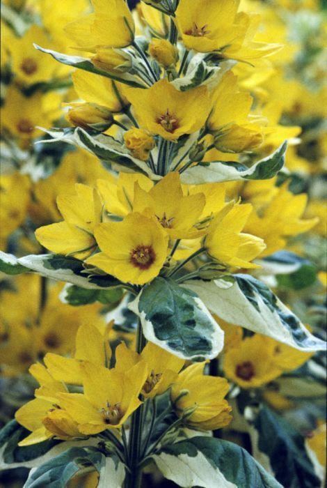Lysimachia punctata 'Alexander' Yellow Loosestrife , variegated leaves