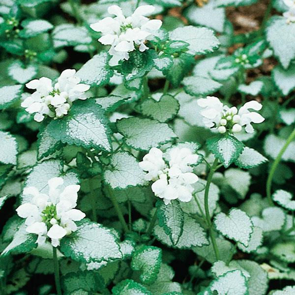 Lamium maculatum 'White Nancy'-9cm pot
