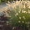 Thumbnail: Pennisetum alopecuroides   Fountain Grass,Squirrel Tail