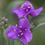 Thumbnail: Tradescantia virginiana 'Concorde Grape'-grey blue leaves, 9cm