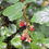 Thumbnail: Rubus nepalensis ,ornamental bramble