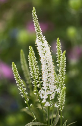 Veronica spicata charlotte-9cm pot