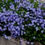Thumbnail: Campanula poscharskyana Collection 3 colours