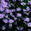 Thumbnail: Aster collection : our choice of 5 varieties